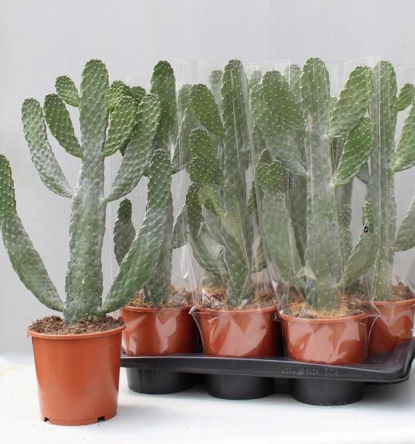<h4>OPUNTIA</h4>