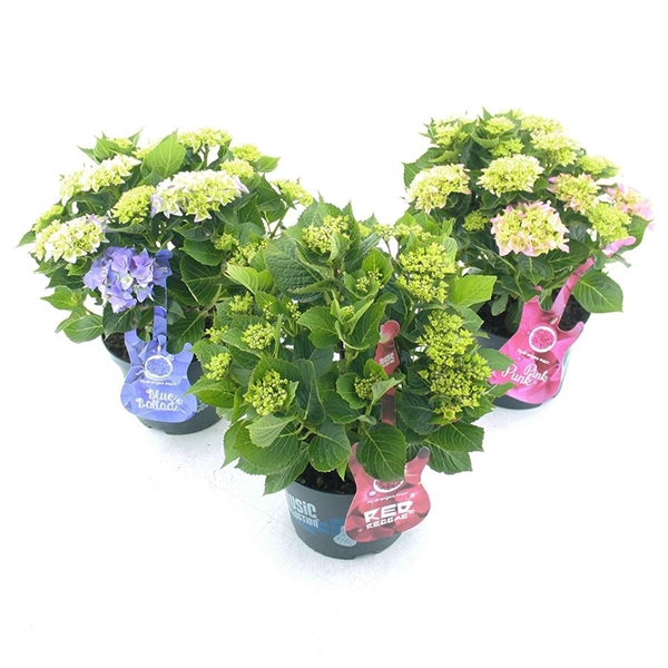 <h4>Hydrangea macrophylla Music Collection® Mix</h4>