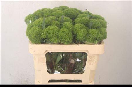 <h4>Di Barb Green Wicky Ex X10</h4>