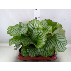 Calathea orbifolia