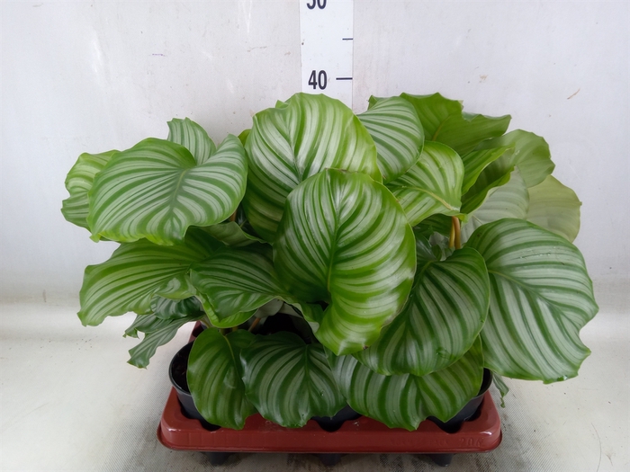 <h4>Calathea orbifolia</h4>