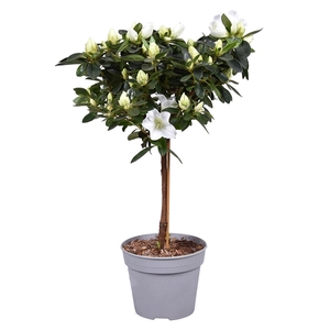 Azalea Vogel op stam wit 13cm