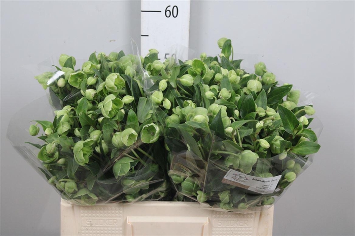 <h4>Hell Magnific Bells</h4>