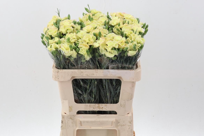 <h4>Di Solomio Mela It</h4>