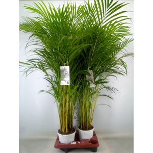 Dypsis lutescens   ...Chrysalidoca