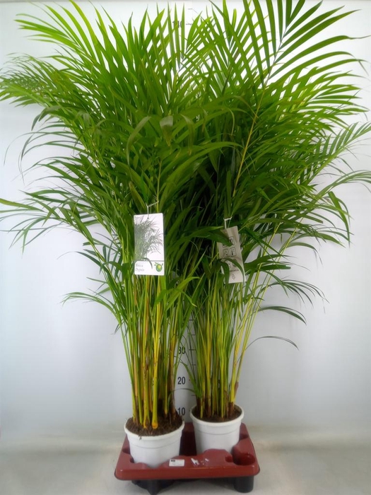 <h4>Dypsis lutescens   ...Chrysalidoca</h4>