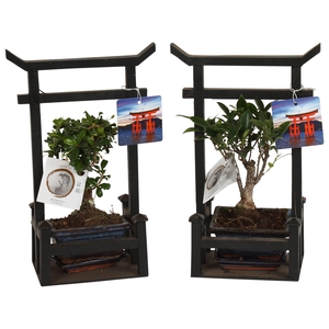Bonsai Mixed pot ø12cm Ceramic in Black Torii with Saucer