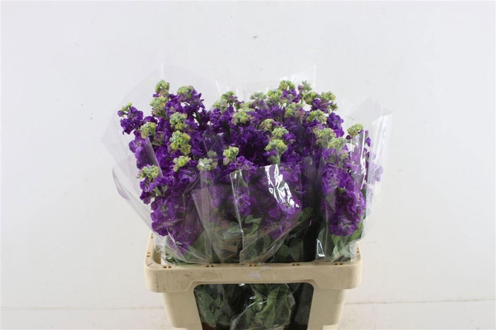 <h4>MATTH IRON PURPLE</h4>