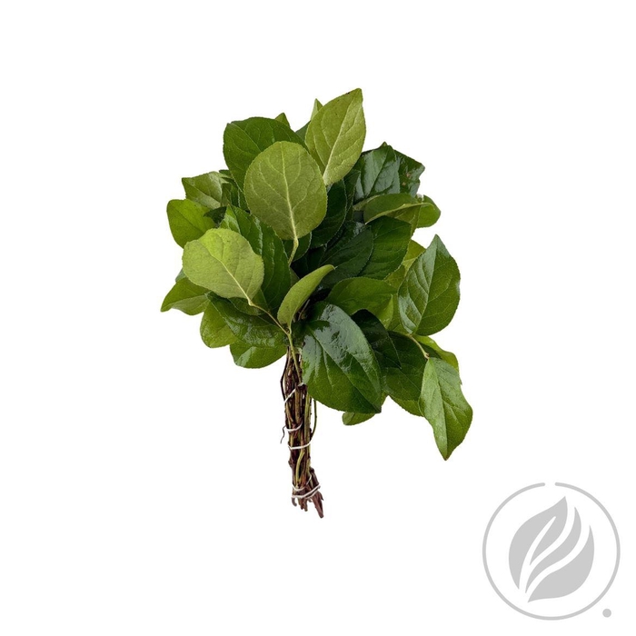 <h4>Salal Mini Cougar</h4>