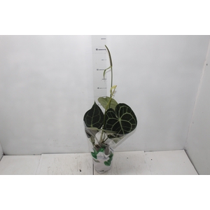 ANTH CLARINERVIUM P12
