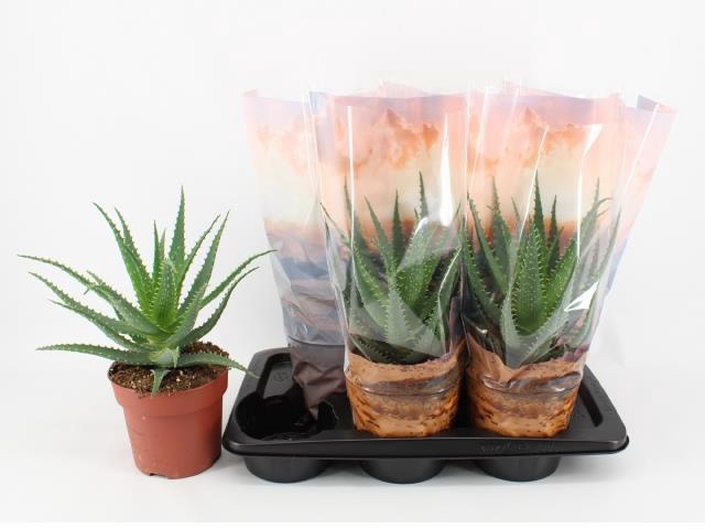 <h4>ALOE ARBORESCENS</h4>