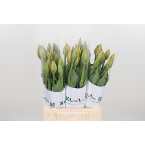 Tu En Orange Balloon