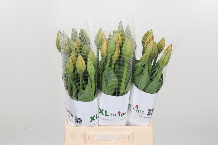 <h4>Tu En Orange Balloon</h4>