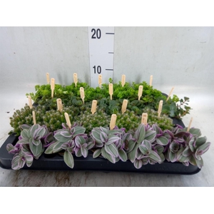 Planten  ..mix