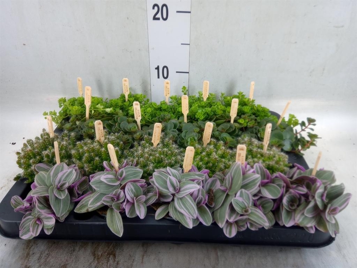 <h4>Planten  ..mix</h4>