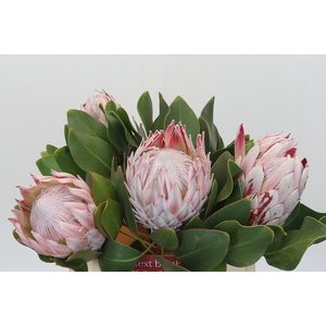 Protea Cynaroides