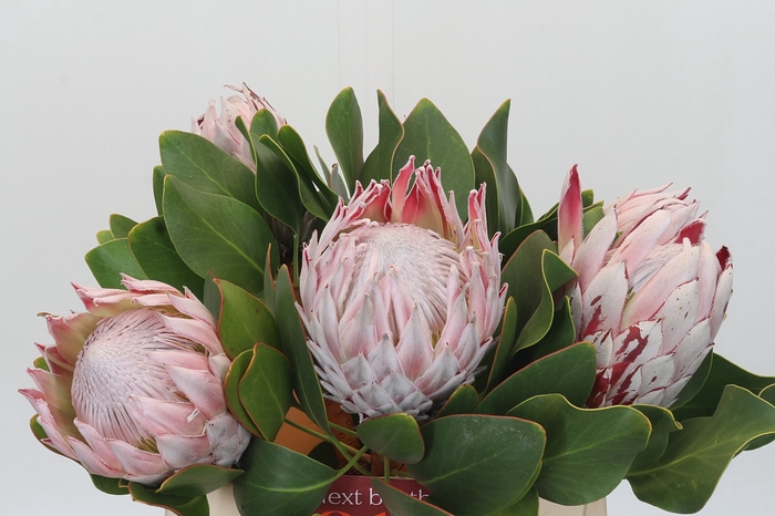 <h4>Protea Cynaroides</h4>