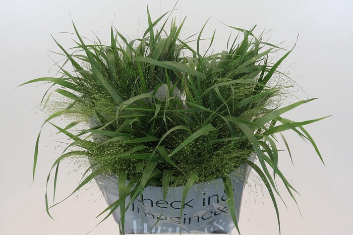 <h4>Panicum Fountain</h4>