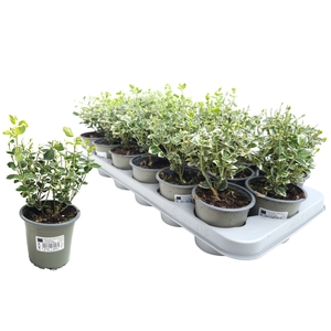 EUONYMUS F EM GAIETY
