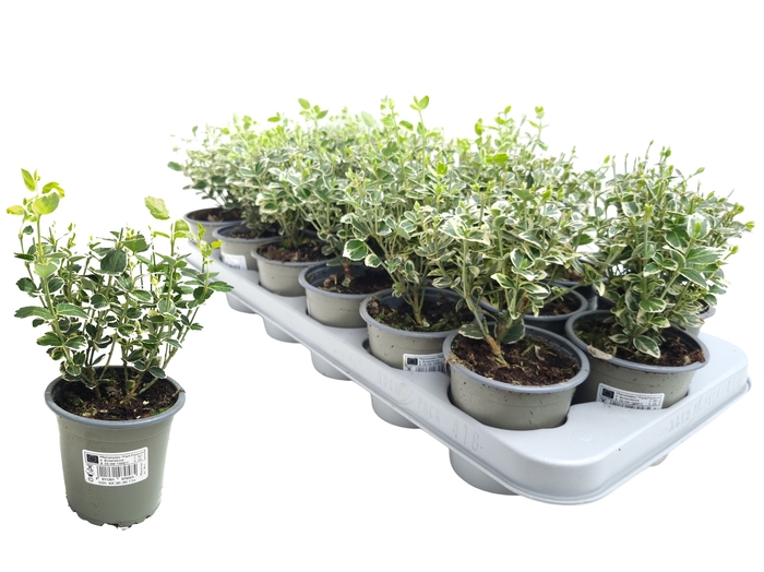 <h4>EUONYMUS F EM GAIETY</h4>