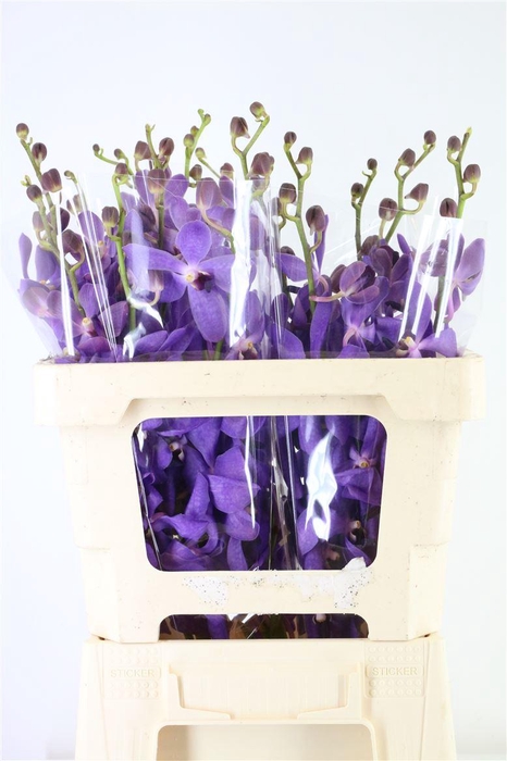 <h4>Mok Ck Blue L</h4>