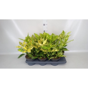 Aucuba japonica   ...
