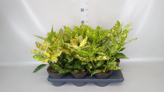 <h4>Aucuba japonica ...</h4>