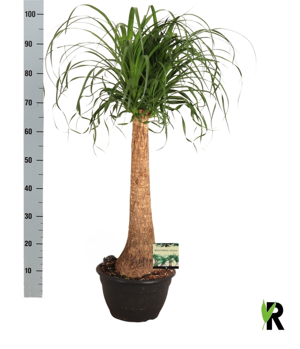 <h4>BEAUCARNEA RECUR</h4>