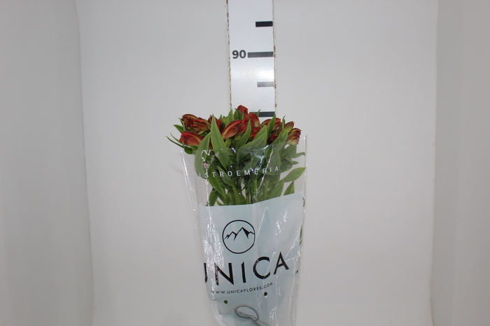 <h4>ALSTROEMERIA CINNAMON 080 CM</h4>