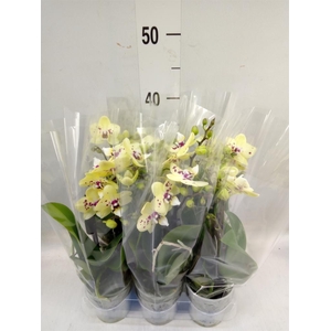 Phalaenopsis multi.   ...