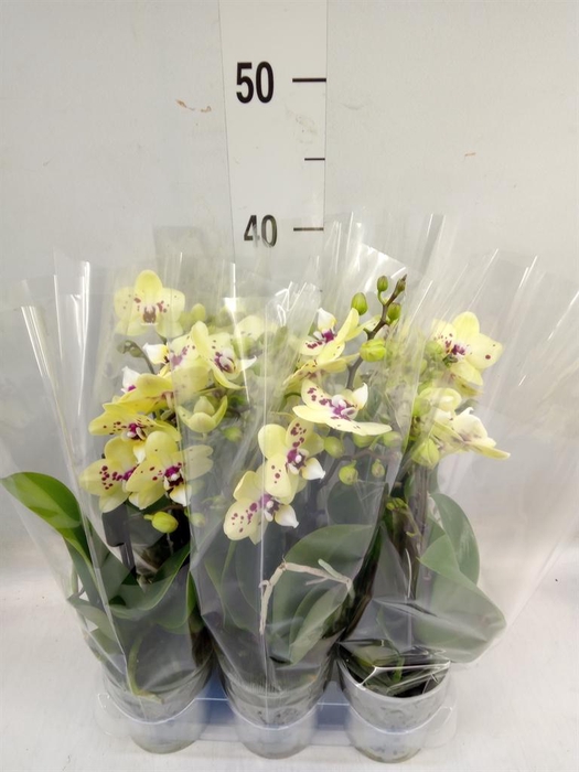 <h4>Phalaenopsis multi.   ...</h4>