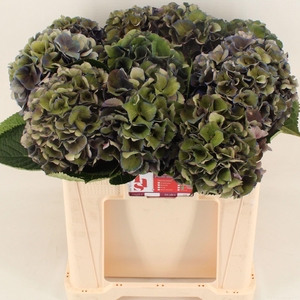 HORT ROYAL KING CLASSIC