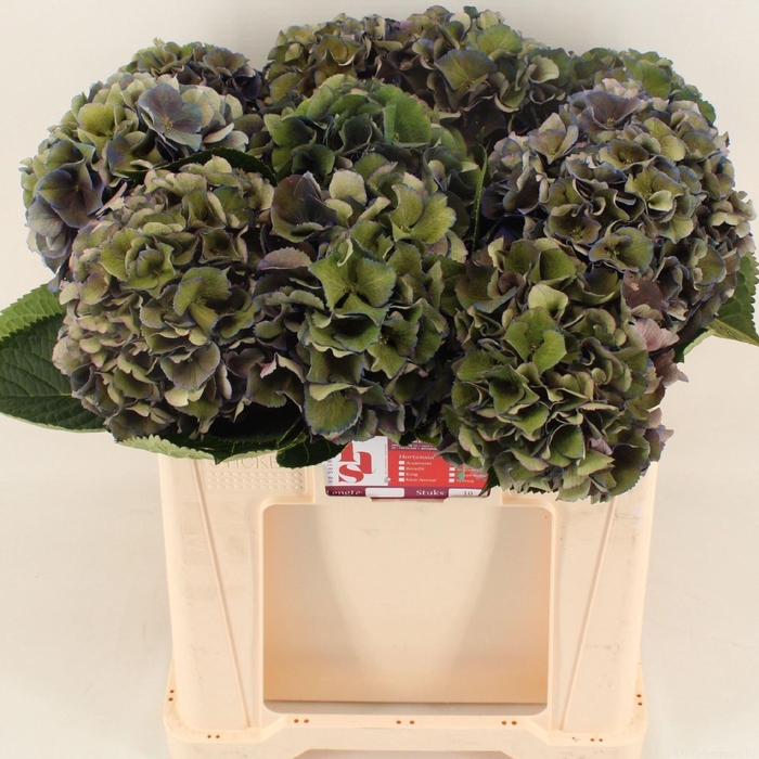 <h4>HORT ROYAL KING CLASSIC</h4>