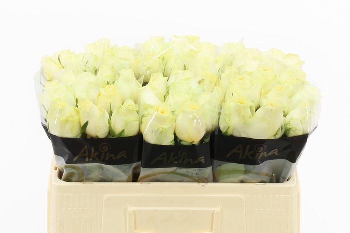 <h4>RS GR BUTTERCUP R GR BUTTERCUP</h4>