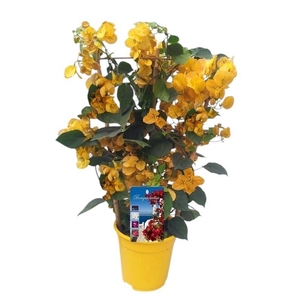 Bougainvillea Dania
