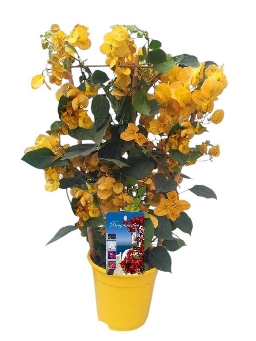 <h4>Bougainvillea Dania</h4>
