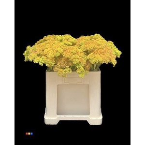 Sedum Yellow