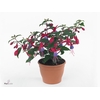 FUCHSIA B F SARAH