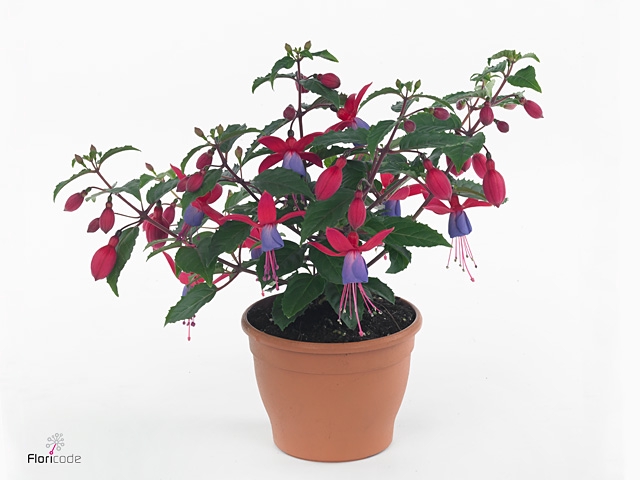 FUCHSIA B F SARAH