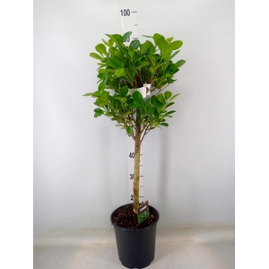 Ficus microcarpa 'Moclame'