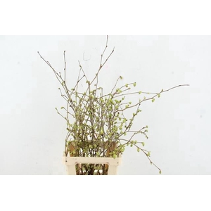 CORYLOPSIS S CYNTHIA 065CM