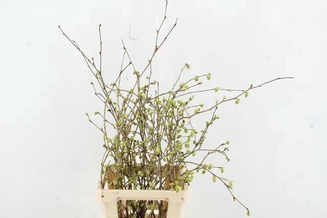 <h4>CORYLOPSIS S CYNTHIA 065CM</h4>