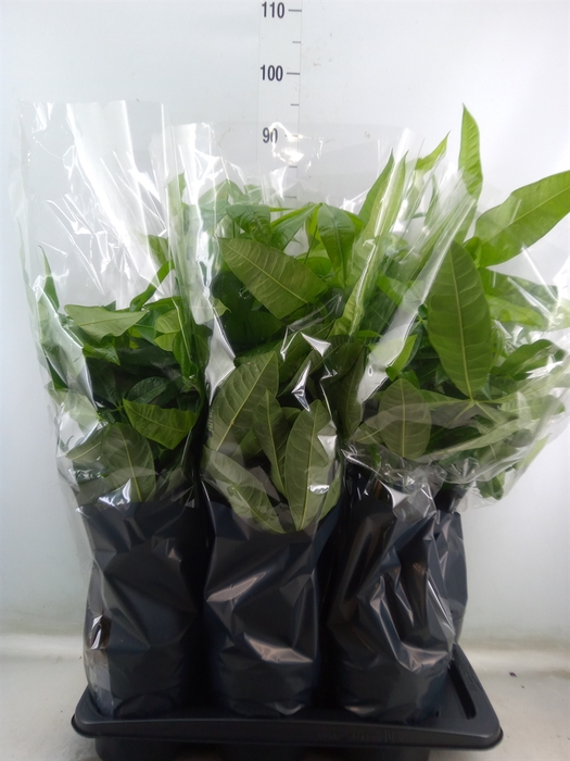 <h4>Pachira aquatica</h4>