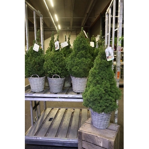 arr8 Picea Gl Conica In Mand