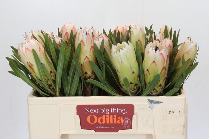 <h4>Protea White Night</h4>