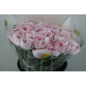 Ran Cloni Sup Lady Hanoi Pink