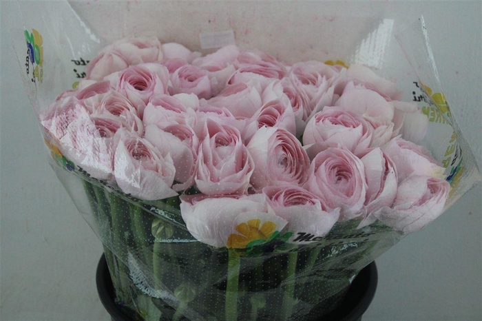 <h4>Ran Cloni Sup Lady Hanoi Pink</h4>