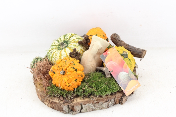 <h4>arr4 Sierfruit MB - Hout schijf XL oranje</h4>