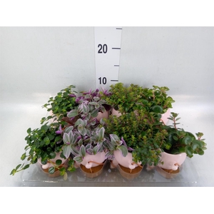 Arr.   Kamerplant Groen L%