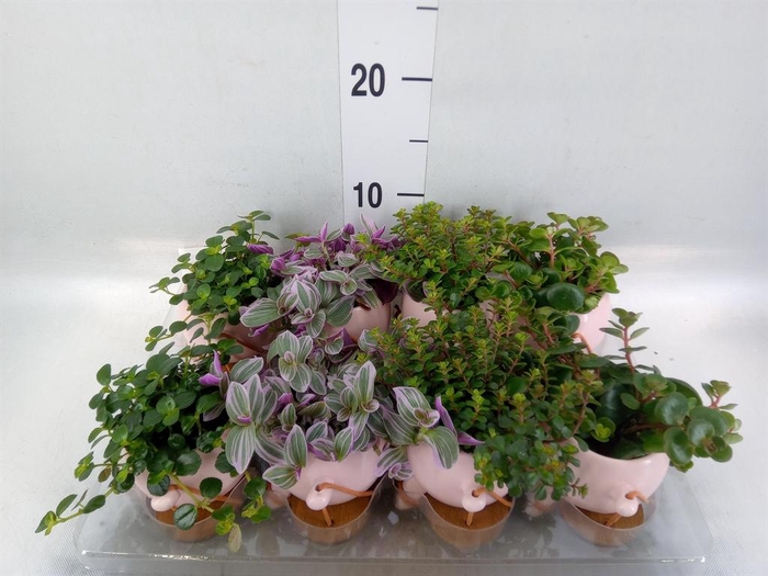 <h4>Arr.   Kamerplant Groen L%</h4>